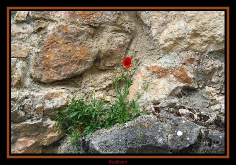 Humilde amapola abriendose paso entre las piedras