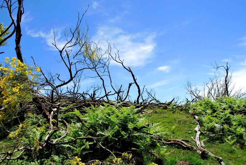 Naturaleza muerta ??