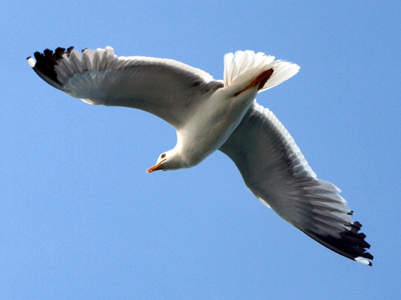 La gaviota se recrea