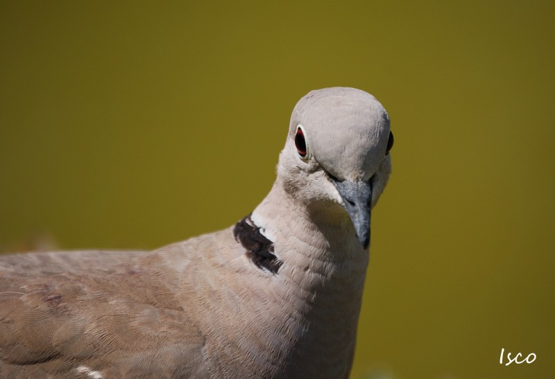 Mira al pajarito...