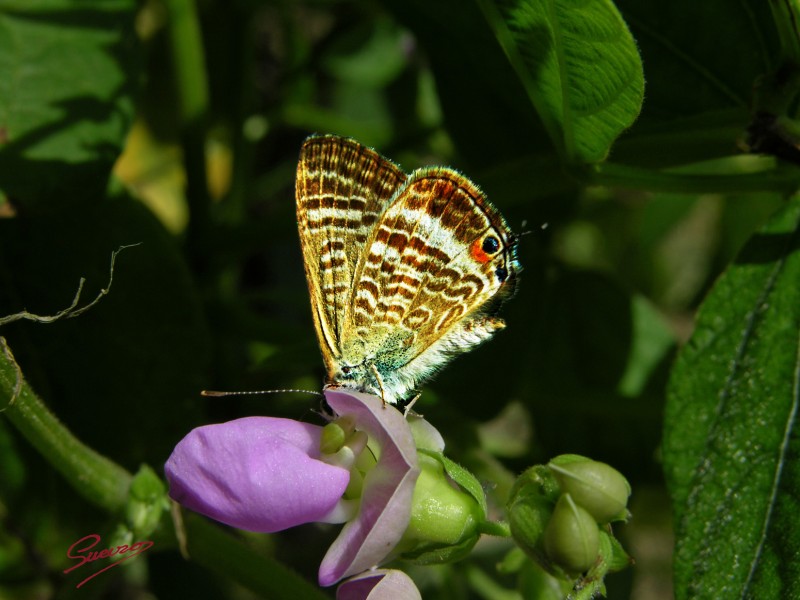 mariposa