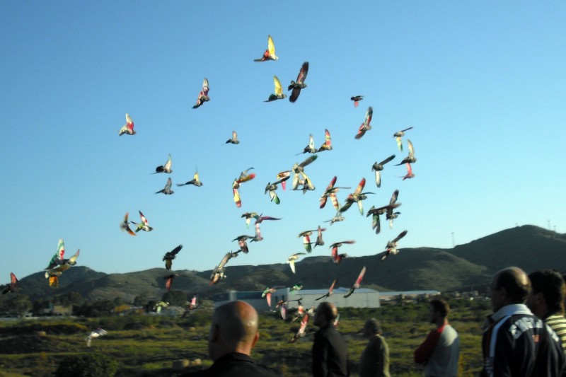 Palomas de colores