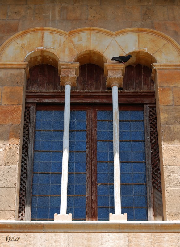 Paloma en la ventana