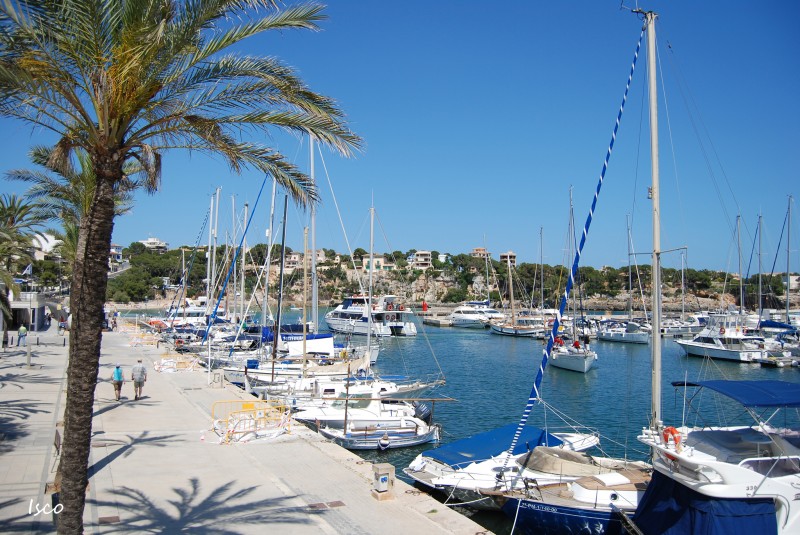 Palmera en el puerto