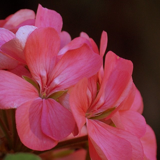 Rosado invierno