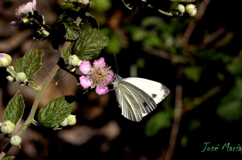 La mariposa y la flor