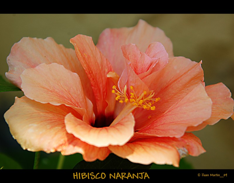 HIBISCO NARANJA