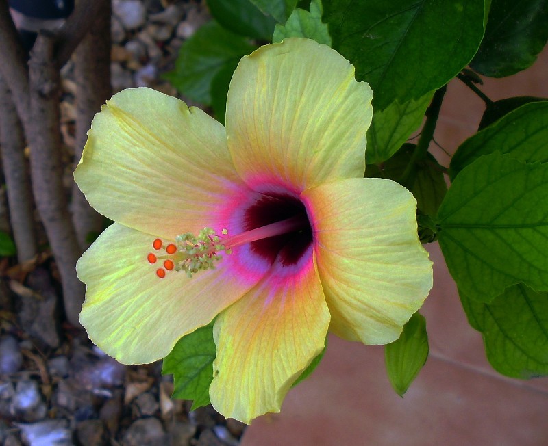 Otro hibiscus amarillo