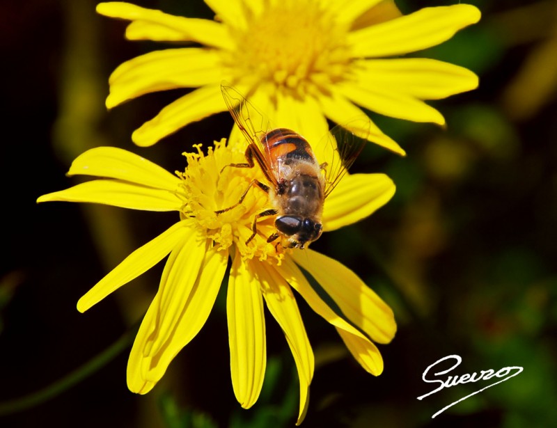 flor y abeja