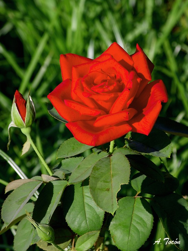 Rosa-roja