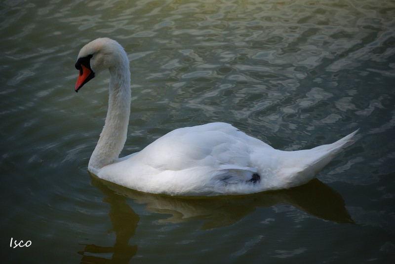 Cisne