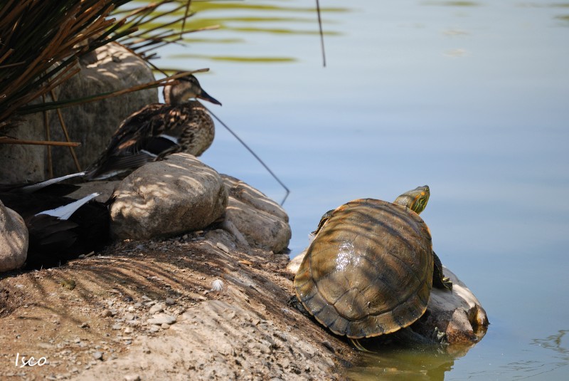 Tortuga y pato