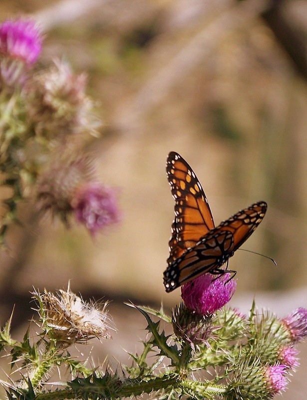 Cardo y mariposa