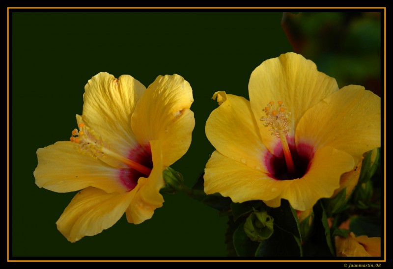 Hibisco amarillo II