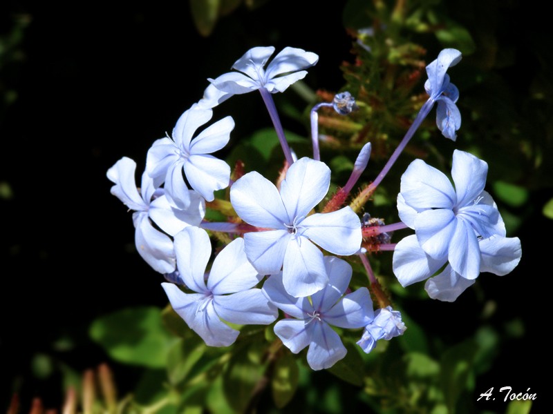 Florecillas