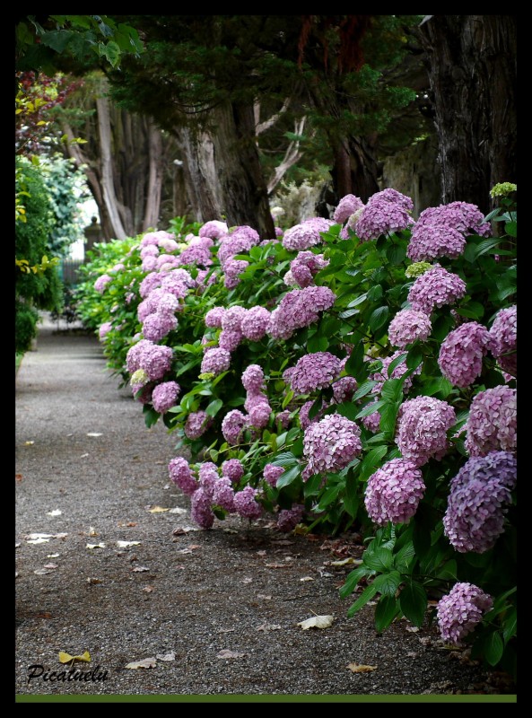 Hortensias