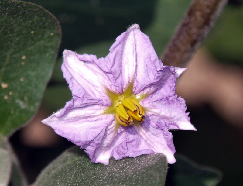 Flor de berengena