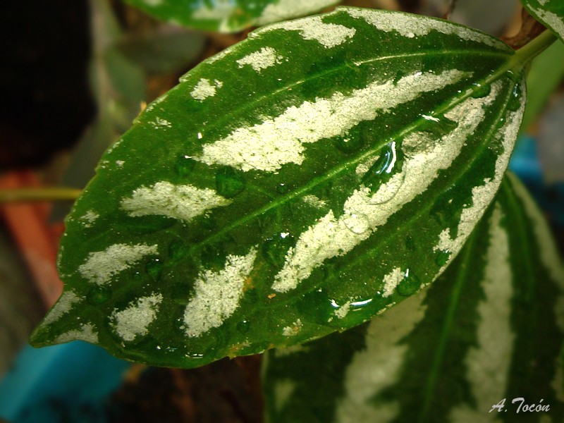 Gotas en la hoja