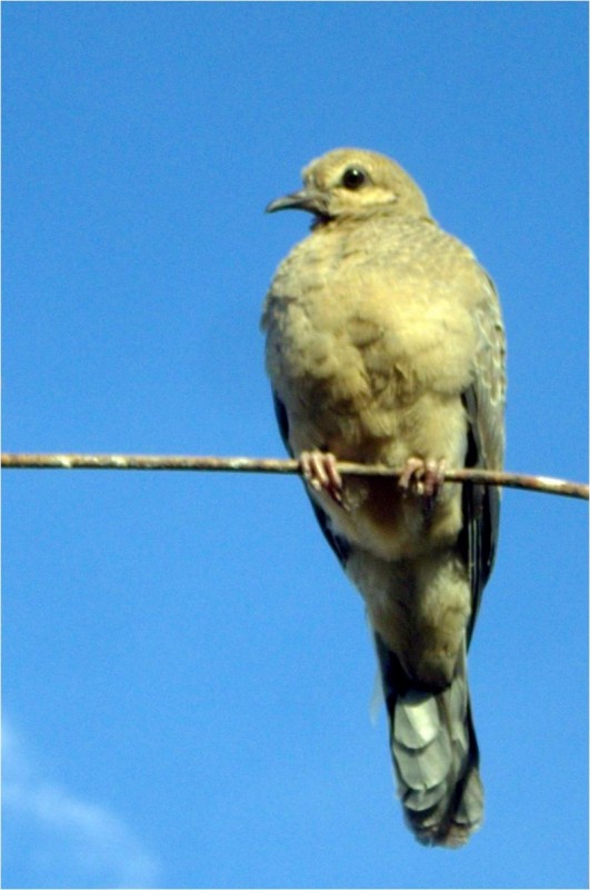 Libertad