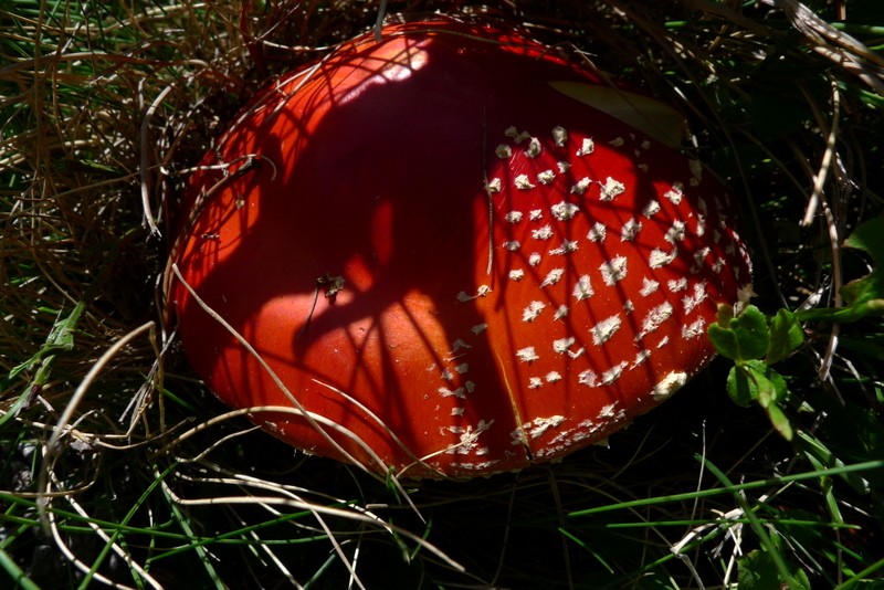 caperucita roja