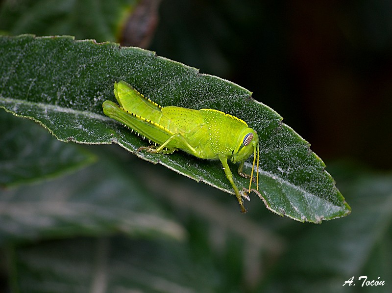 Saltamonte-verde