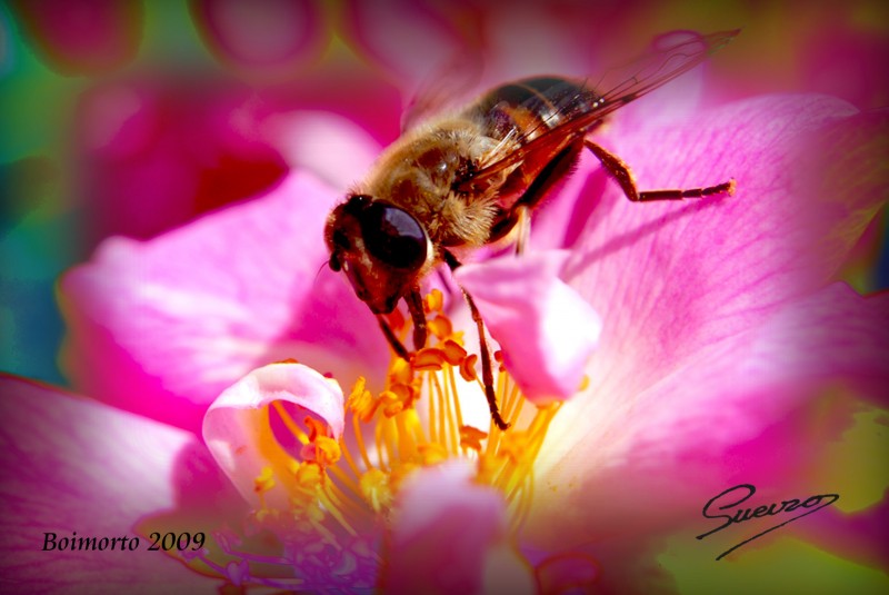 abeja 1