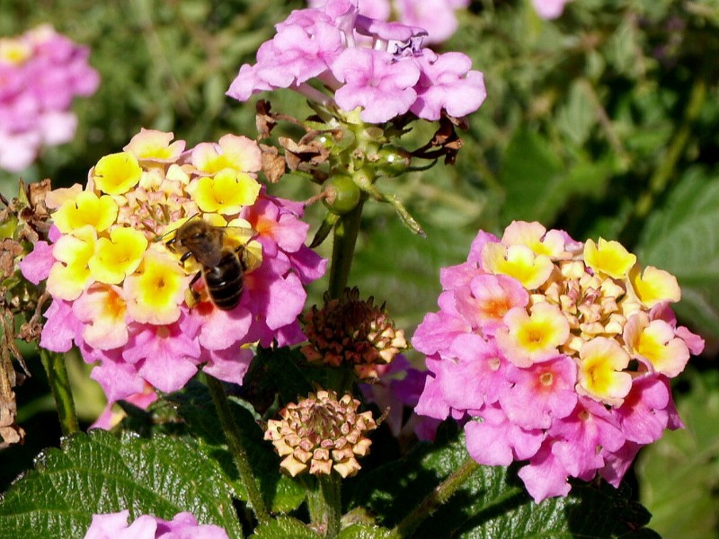 Florecillas al Sol