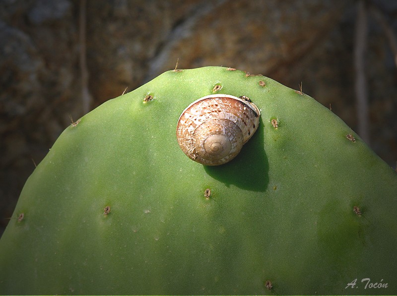 Caracol