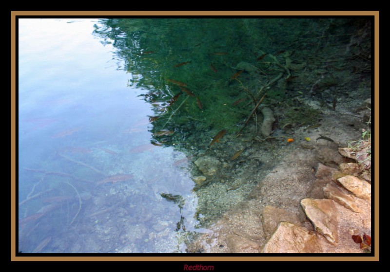 Los peces llegan casi a la orilla del lago