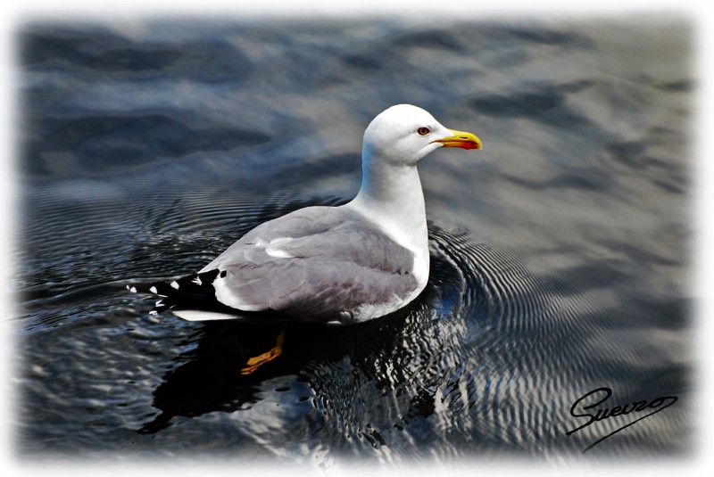 gaviota en Baiona