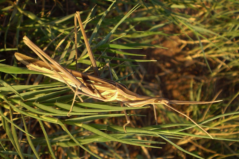 Bicho en el verde