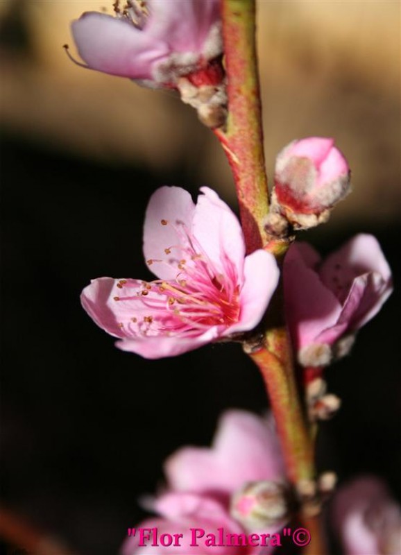 Flor Palmera