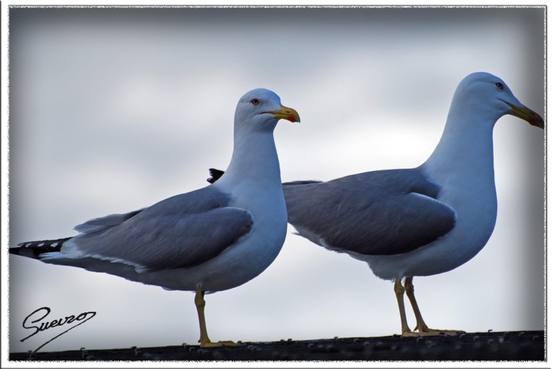 pareja