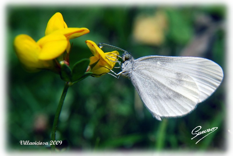 mariposa blanca