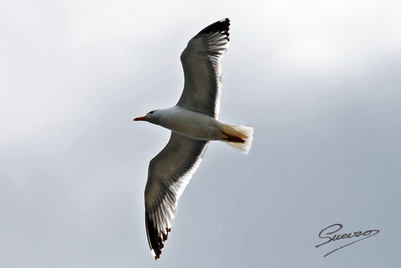 gaviota