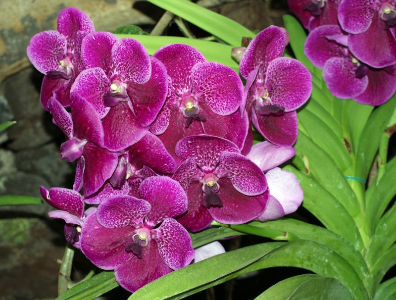 Orqudea 13