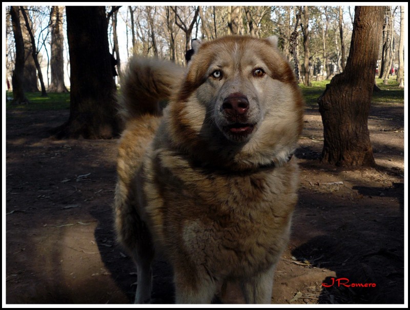 Perro-Lobo