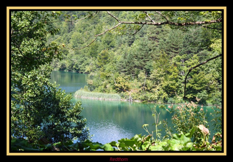 El lago entre la vegetacin