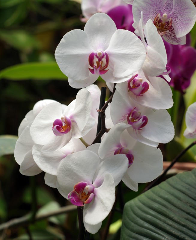 Orquidea 16