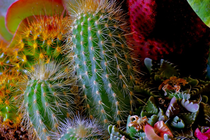 Reunin de cactus