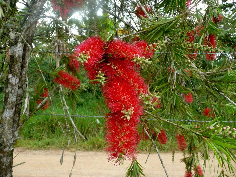 Rojo en verde