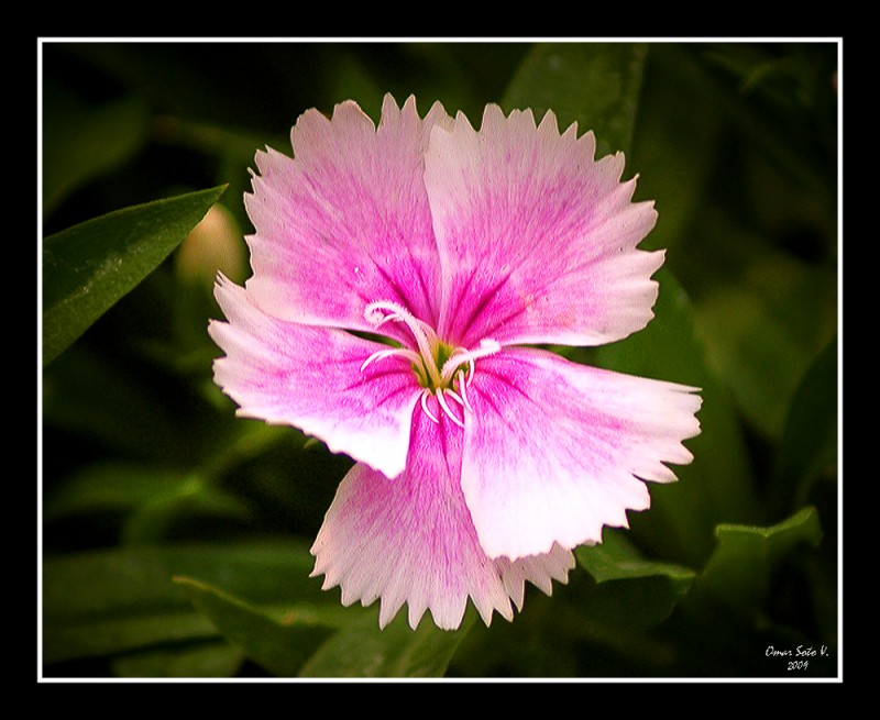 UNA FLOR MAS