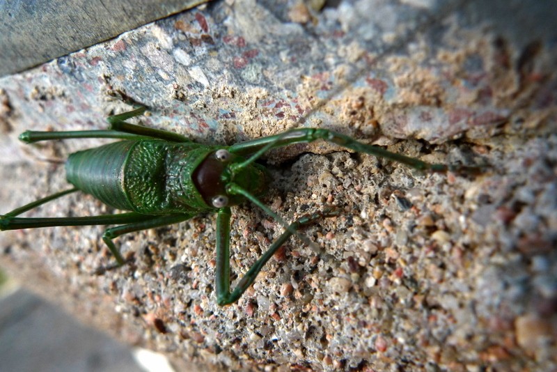 saltamontes