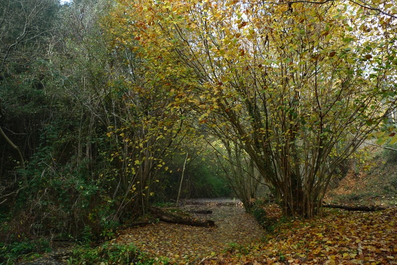 rio de hojas