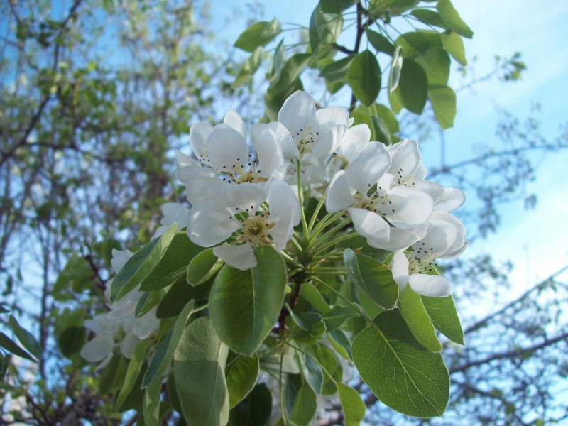 FLOR DE PERAL