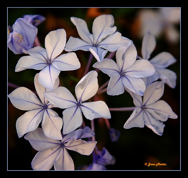 FLORES BLANCAS