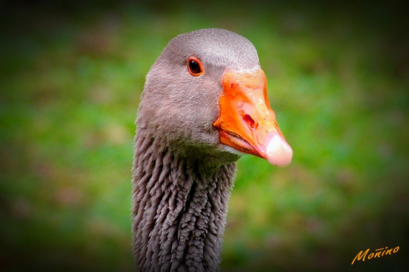 Mirada atenta