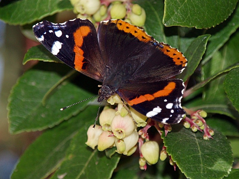 Mariposa y madroo 01