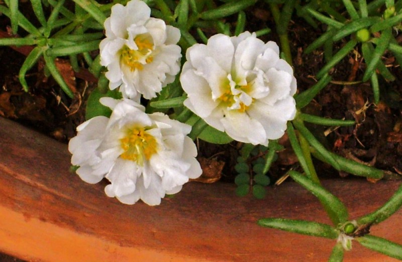 portulacas blancas