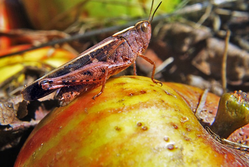 saltamontes sobre una manzana